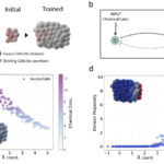 Cracking the Code of How Cells Organize Themselves