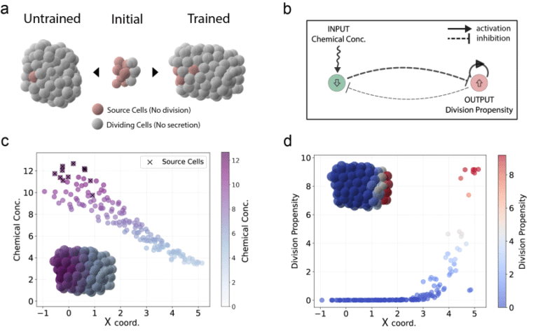 Cracking the Code of How Cells Organize Themselves